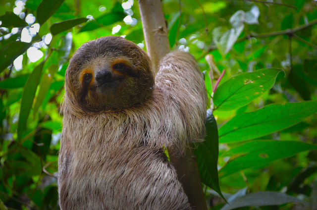 Perezoso en Manuel Antonio